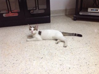 My Name Is ??? Tiramisu - Domestic Short Hair Cat