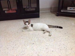 My Name Is ??? Tiramisu - Domestic Short Hair Cat