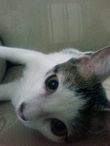 My Name Is ??? Tiramisu - Domestic Short Hair Cat