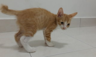 Oreng - Domestic Short Hair Cat