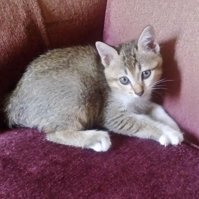 Male Kitten - Domestic Short Hair Cat