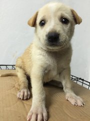 Cute Puppies - Mixed Breed Dog