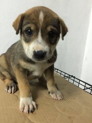 Cute Puppies - Mixed Breed Dog