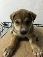 Cute Puppies - Mixed Breed Dog