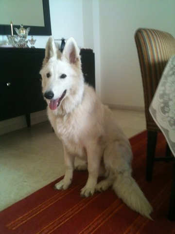 Max - White German Shepherd Dog