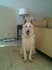 Max - White German Shepherd Dog