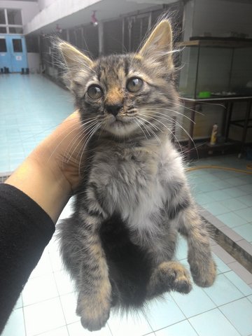 Turnip - Domestic Long Hair Cat