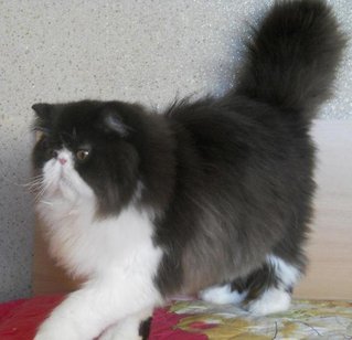 Aventurine Star Night Of Amankatz - Persian Cat