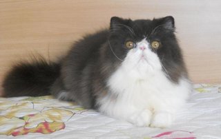 Aventurine Star Night Of Amankatz - Persian Cat