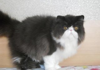 Aventurine Star Night Of Amankatz - Persian Cat