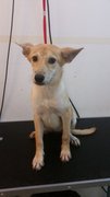 Bettina - Mixed Breed Dog