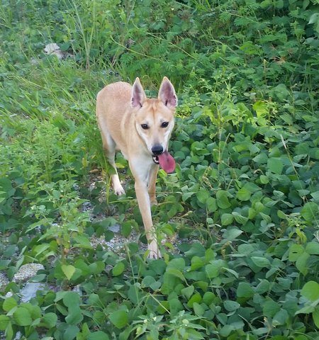 Bettina - Mixed Breed Dog