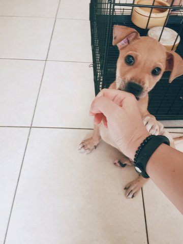 Little Brown - Mixed Breed Dog