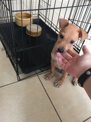 Little Brown - Mixed Breed Dog