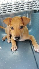 Little Brown - Mixed Breed Dog