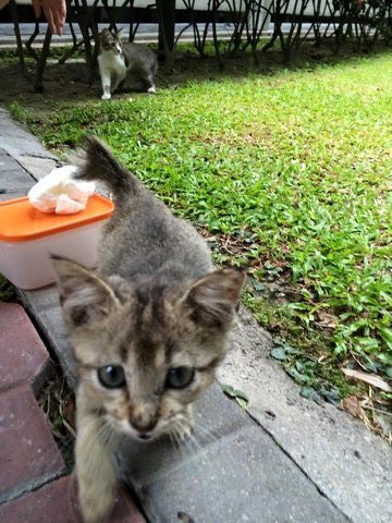 Momo&amp;moko - Domestic Medium Hair Cat