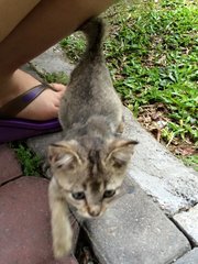 Momo&amp;moko - Domestic Medium Hair Cat