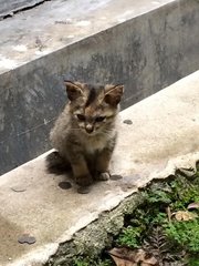 Momo&amp;moko - Domestic Medium Hair Cat