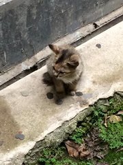 Momo&amp;moko - Domestic Medium Hair Cat