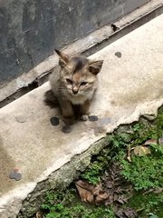 Momo&amp;moko - Domestic Medium Hair Cat