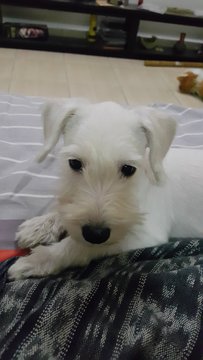 Amelia - Schnauzer + Poodle Dog