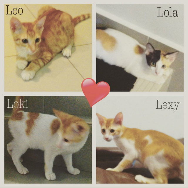 Leo Loki Lexy Lola - Domestic Short Hair Cat