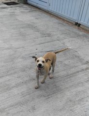 Pitbull Mixed - Pit Bull Terrier + Shar Pei Dog