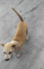 Pitbull Mixed - Pit Bull Terrier + Shar Pei Dog