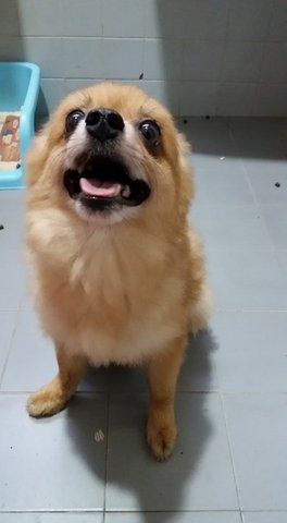 Hachiko - Pomeranian Dog