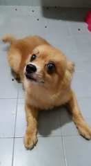 Hachiko - Pomeranian Dog