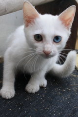 Playful and cute kitten, look at her eyes color