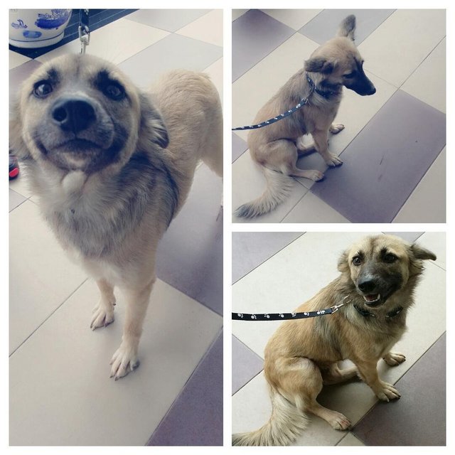 Mystery - Mixed Breed Dog