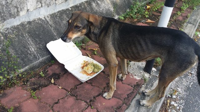 May - Mixed Breed Dog