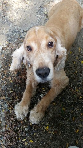 Unknown - Cocker Spaniel Dog