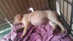 3 Cute Mongrel Puppies - Mixed Breed Dog