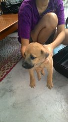 3 Cute Mongrel Puppies - Mixed Breed Dog