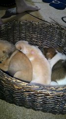 3 Cute Mongrel Puppies - Mixed Breed Dog