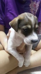 3 Cute Mongrel Puppies - Mixed Breed Dog