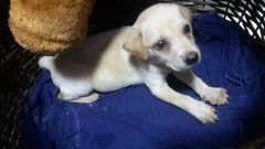 3 Cute Mongrel Puppies - Mixed Breed Dog