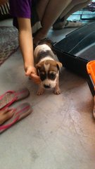 3 Cute Mongrel Puppies - Mixed Breed Dog