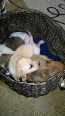 3 Cute Mongrel Puppies - Mixed Breed Dog