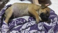 3 Cute Mongrel Puppies - Mixed Breed Dog