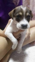 3 Cute Mongrel Puppies - Mixed Breed Dog