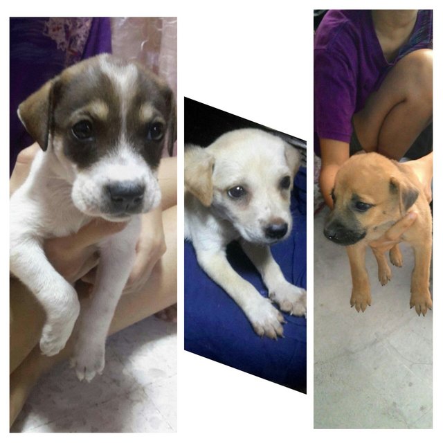 3 Cute Mongrel Puppies - Mixed Breed Dog