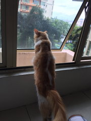 Cookie - Maine Coon + Domestic Medium Hair Cat