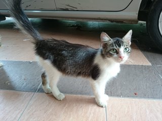 Snowy, Panda &amp; Lady - Domestic Short Hair + Persian Cat