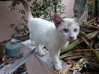 Snowy, Panda &amp; Lady - Domestic Short Hair + Persian Cat