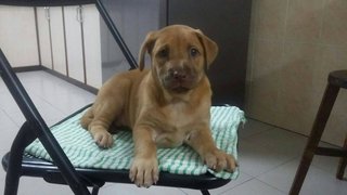 Brown Female Puppy - Mixed Breed Dog