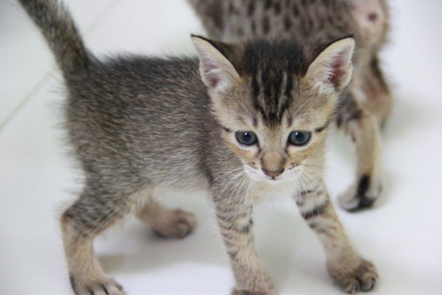 Little Leopard Sisters - Domestic Medium Hair Cat