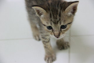 Little Leopard Sisters - Domestic Medium Hair Cat